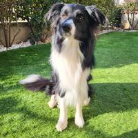 Border Collie da monta con pedigree per accoppiame