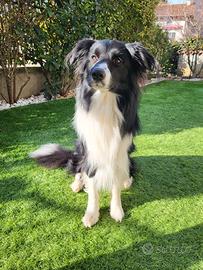 Border Collie da monta con pedigree per accoppiame