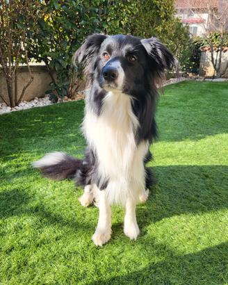 Border Collie da monta con pedigree per accoppiame
