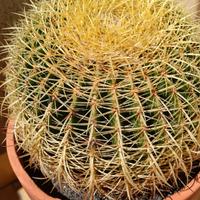 ECHINOCACTUS GRUSONI