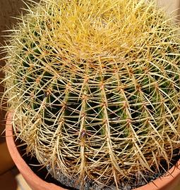 ECHINOCACTUS GRUSONI
