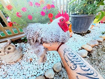 Gallo Cocincina nana