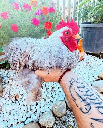 Gallo Cocincina nana