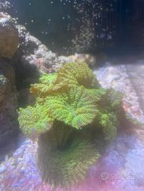 Acquario marino coralli