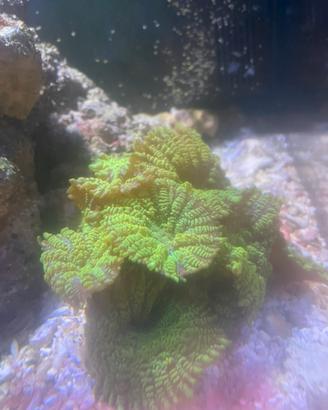 Acquario marino coralli