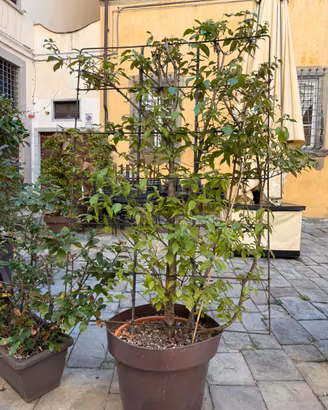Pianta