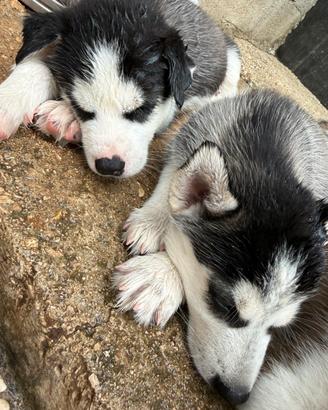 Cuccioli di husky con pedigree di alta genealogia