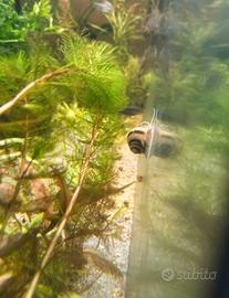 Lumache d'acqua per acquario