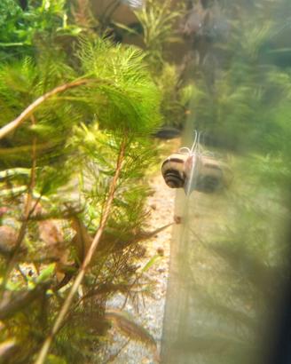 Lumache d'acqua per acquario