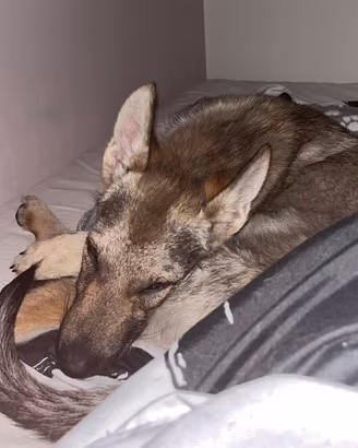 Cane Lupo Cecoslovacco