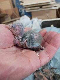 Pulli di pappagalli kakariki