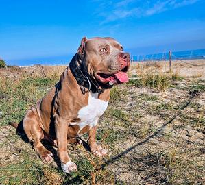 American Bully XL per monta ( 2 ped. ABKC + EBKC)