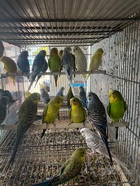 Pappagalli cocorite in molte mutazioni