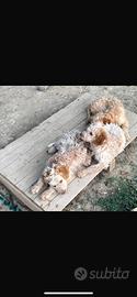 Cuccioli Lagotto Romagnolo