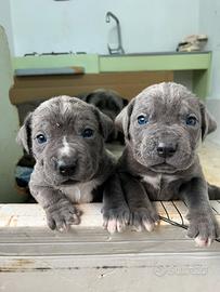 Cane corso grigio taglia grande