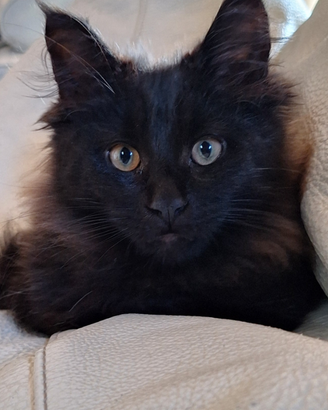 Maine coon cuccioli pedigree