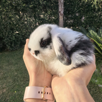 Coniglio Ariete Minilop