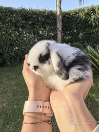 Coniglio Ariete Minilop