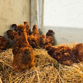 Galline moroseta