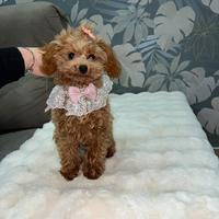 Cucciola di barboncino femminuccia