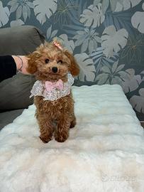 Cucciola di barboncino femminuccia