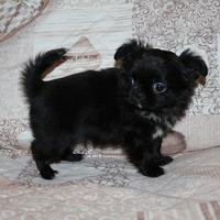 Chihuahua cucciolo pelo lungo