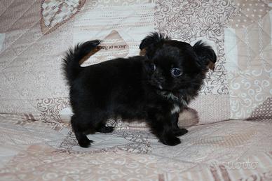 Chihuahua cucciolo pelo lungo