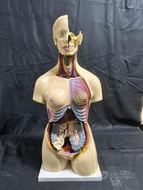 Modello classico di Torso