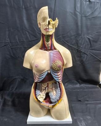 Modello classico di Torso