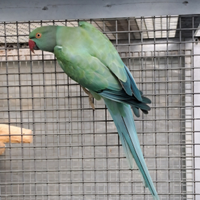 Parrocchetto dal collare