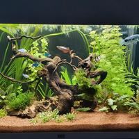 acquario juwel rio 125