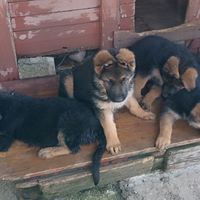 Cuccioli pastore tedesco