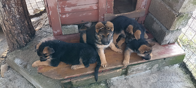 Cuccioli pastore tedesco
