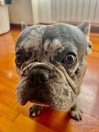 Ragaliamo in adozione Bull dog francese