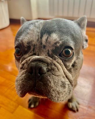 Ragaliamo in adozione Bull dog francese