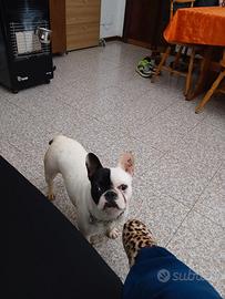 Cucciolona bulldog francese