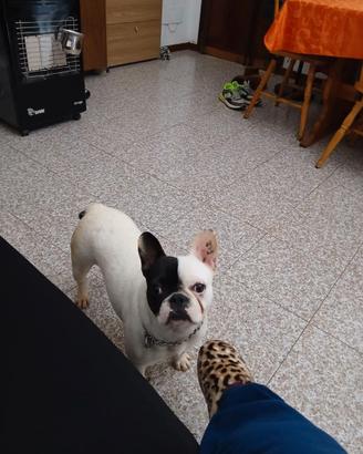 Cucciolona bulldog francese