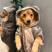 Spitz tedesco Pomerania per monta