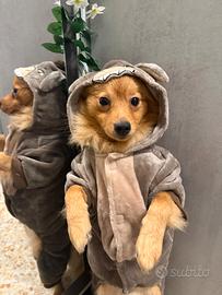 Spitz tedesco Pomerania per monta