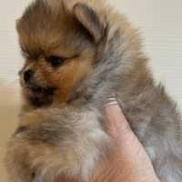 Cucciola di Spitz Tedesco nano Pomerania