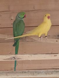 Parrocchetti dal collare