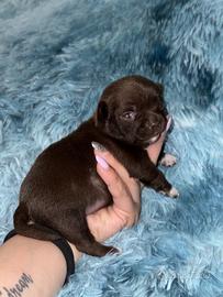 Chihuahua chocolate