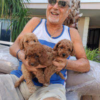 Barboncini originali