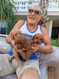 Barboncini originali