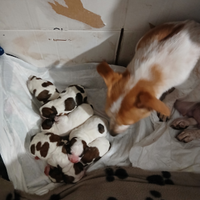 Cuccioli jack russel