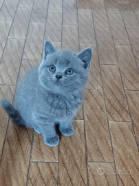 Scottish straight maschi