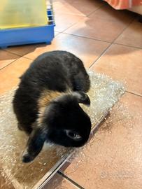 Coniglietti nani ariete