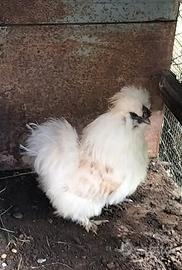 Gallo moroseta