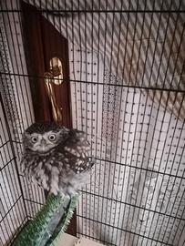 Rapace notturno