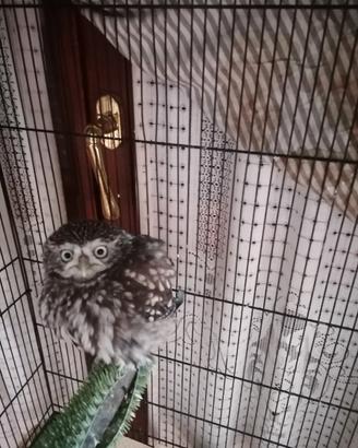 Rapace notturno